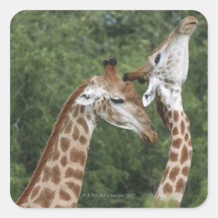 Sticker Carré Deux Giraffe (Giraffa camelopardalis) encolure,