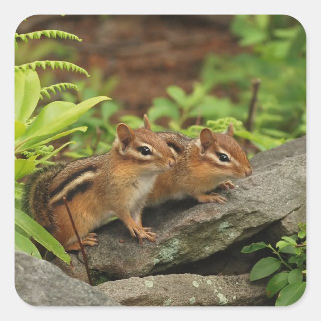 Sticker Carré Deux mignonnes chipmunks pour bébés (Devant)