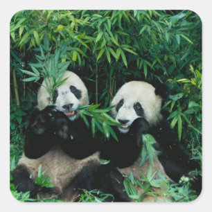 Sticker Carré Deux pandas mangeant du bambou ensemble, Wolong