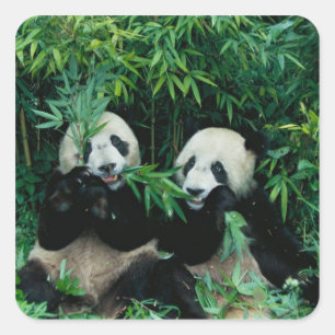 Sticker Carré Deux pandas mangeant du bambou ensemble, Wolong