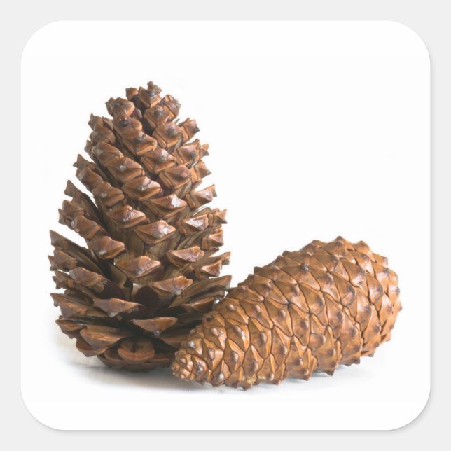 Sticker Carré Deux pinecones (Devant)