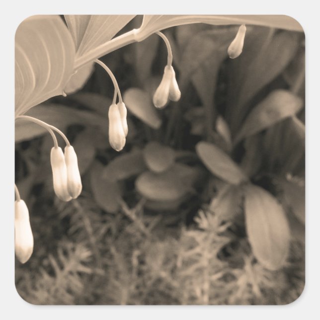 Sticker Carré Dew Drops (Devant)