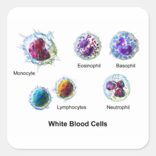 Sticker Carré Diagramme des cellules de sang blanc Leukocytes