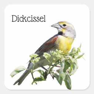 Sticker Carré Dickcissel Bird