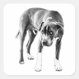 Sticker Carré Die-Cut Look : Moody Pitbull Mix