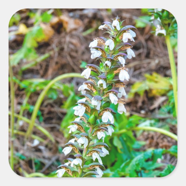 Sticker Carré Discours de l'ours (Devant)