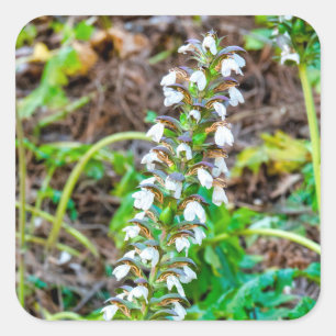 Sticker Carré Discours de l'ours