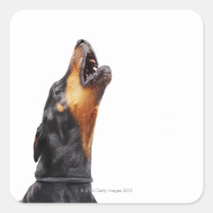 Sticker Carré Doberman hurle