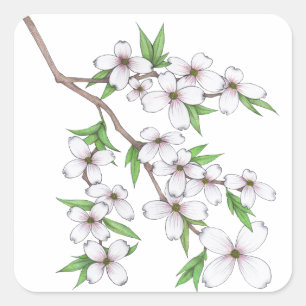 Sticker Carré Dogwood