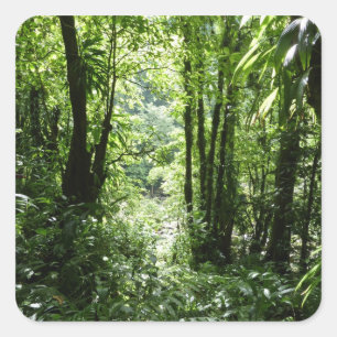 Sticker Carré Dominicain Forêt de pluie II Vert tropical
