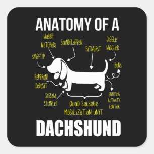 Sticker Carré Don de chien   Anatomie De Dachshund