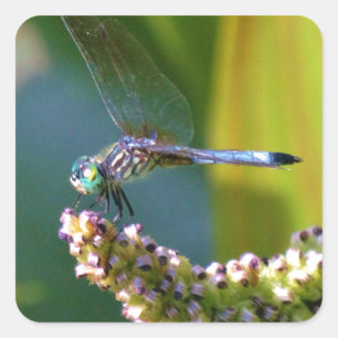 Sticker Carré Dragonfly aux yeux turquoises
