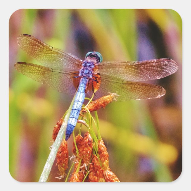 Sticker Carré Dragonfly turquoise sur le carex (Devant)