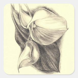Sticker Carré Drawing de Calla Lilie