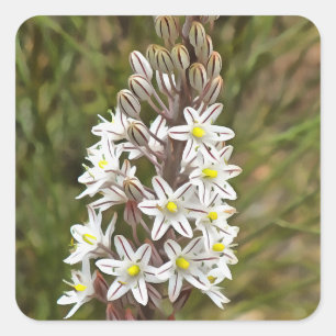 Sticker Carré Drimia Maritima Ou L'Oignon Île