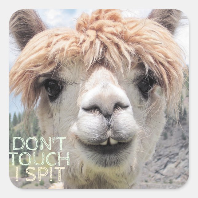 Sticker Carré Drôle Alpaca Llama Ne touche pas Je crache (Devant)