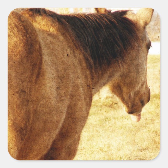 Sticker Carré Drôle Buckskin (Devant)