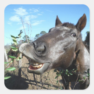 Sticker Carré Drôle Cheval brun visage