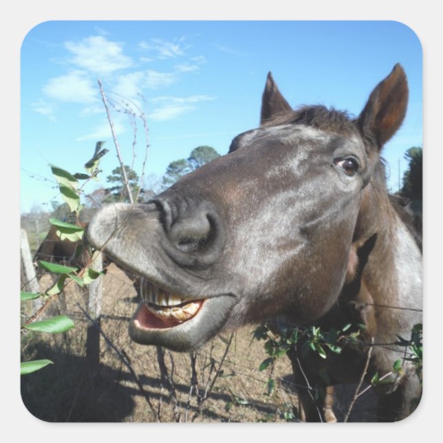 Sticker Carré Drôle Cheval brun visage (Devant)