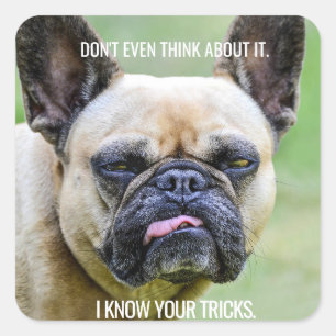 Sticker Carré Drôle Grumpy French Bulldog Je Connais Vos Trucs