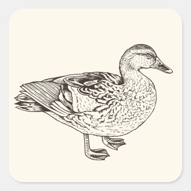 Sticker Carré Duck Sketch (Devant)