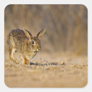 Sticker Carré Eastern cottontail rabbit hopping