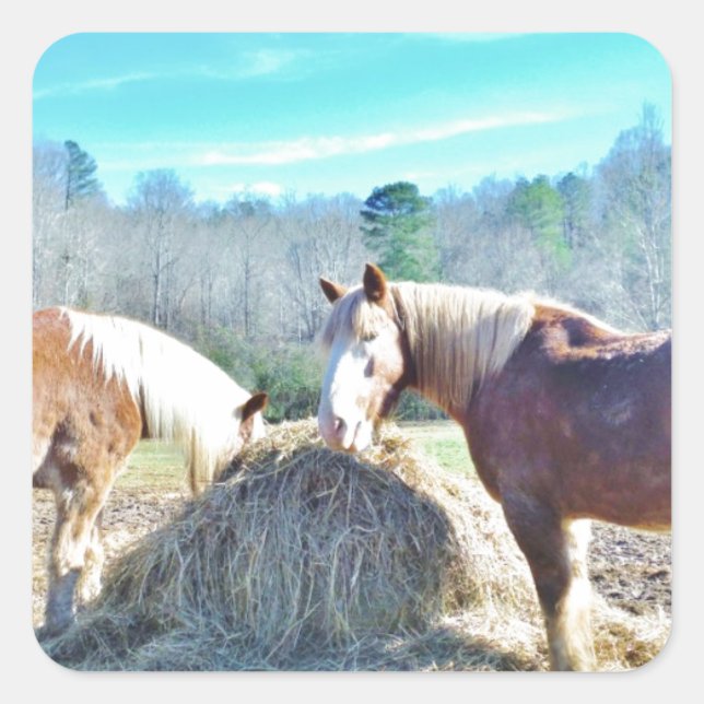 Sticker Carré Ébauche secourue Chevaux mangeant foin (Devant)