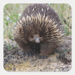 Sticker Carré Echidna mignon d'Australie
