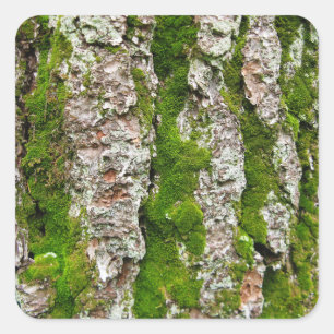 Sticker Carré Écorce De Pin Arbre Avec Mousse