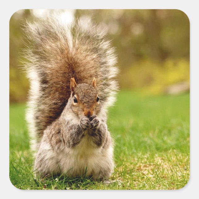 Sticker Carré Écureuil gras (Devant)