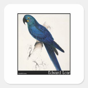 Sticker Carré Edward Lear et Hyacinth Macaw