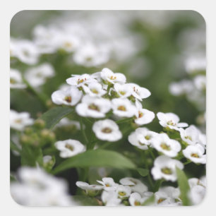 Sticker Carré Effacer cristal blanc Alyssum
