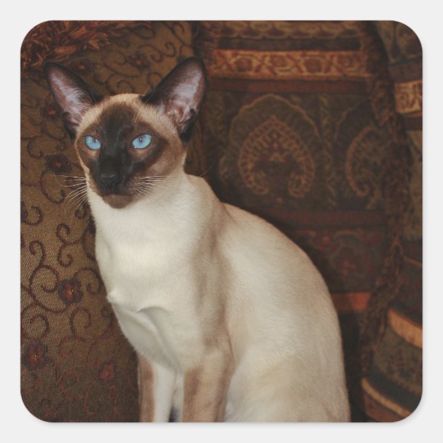 Sticker Carré Elegant Siamese Cat (Devant)