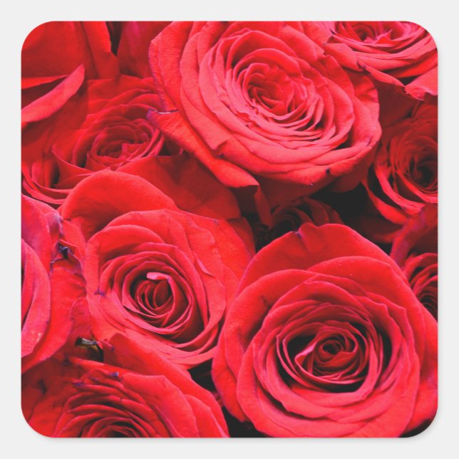Sticker Carré Elégante rose rouge roses et photo florale (Devant)