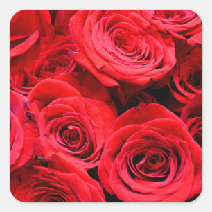 Sticker Carré Elegantes roses rouges photo florale
