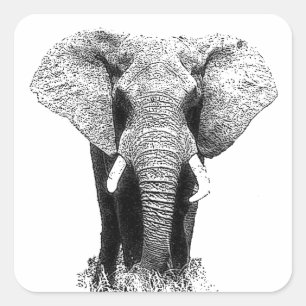 Sticker Carré Eléphant noir et blanc