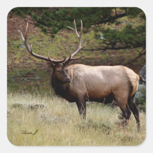 Sticker Carré Elk dans le désert