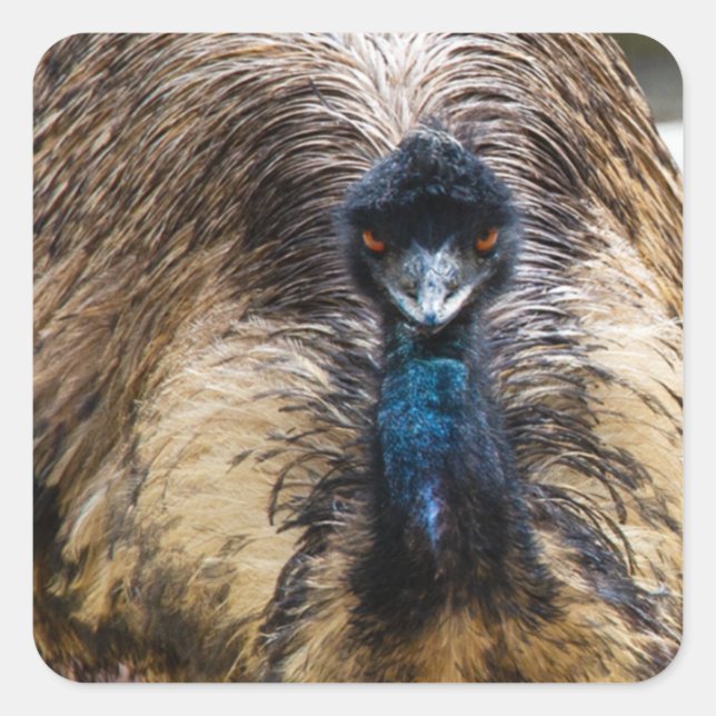 Sticker Carré Emu Bird Animal Faune Nature Photographie (Devant)