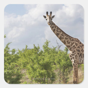 Sticker Carré En safari en Tanzanie, Afrique. 2