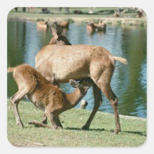 Sticker Carré Enfant de cerfs rouges