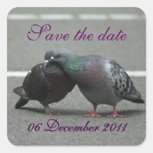 Sticker Carré enregistrer la date avec les pigeons