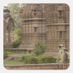 Sticker Carré Entelles de Hanuman ou Langurs gris, communs ou à