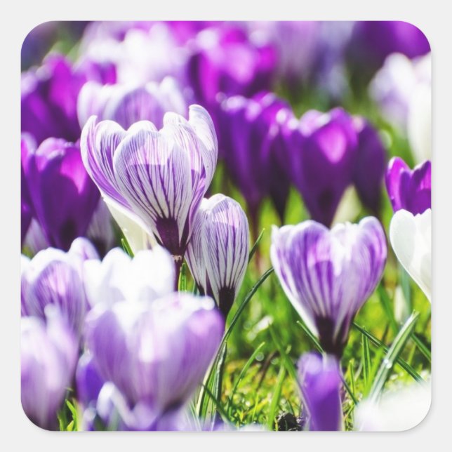 Sticker Carré Enveloppe de crocus pourpre - Phoques et autocolla (Devant)