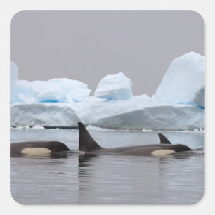 Sticker Carré épaulards (orques), Orcinus orca, groupe