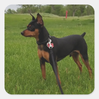 Sticker Carré Épingle