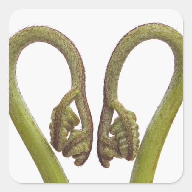 Sticker Carré Épouses de fougères 2 (Devant)