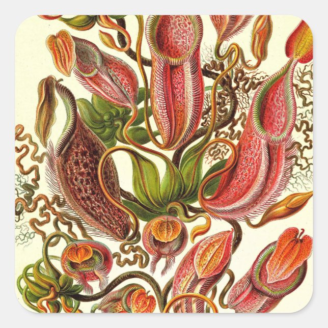 Sticker Carré Ernst Haeckel Kunstformen der Natur Nepenthaceae (Devant)