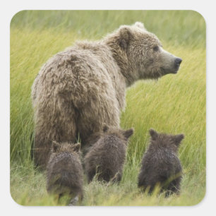 Sticker Carré États-Unis, Alaska, Lake Clark National Park. Griz