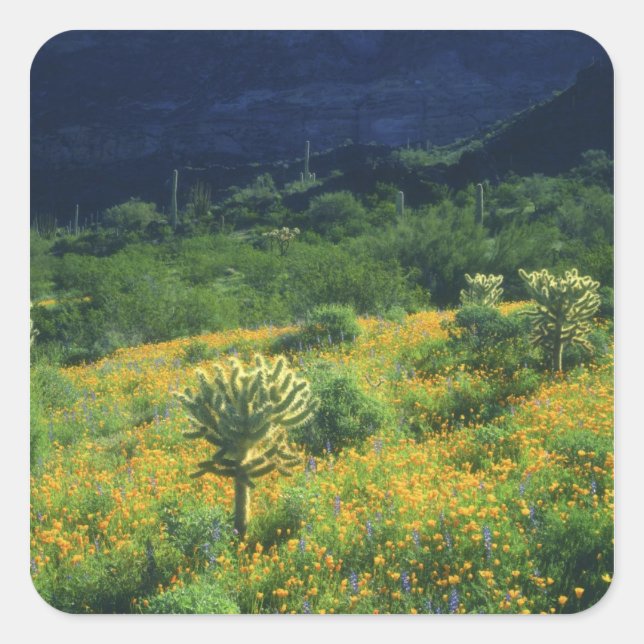 Sticker Carré États-Unis, Arizona, Organ Pipe Cactus National (Devant)