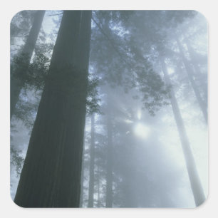 Sticker Carré États-Unis, Californie, Parc national de Redwood, 